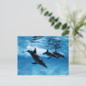 Drietal dolfijnen briefkaart (Staand voorkant)