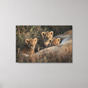 Drietal leeuwenwelpen met moeder canvas afdruk