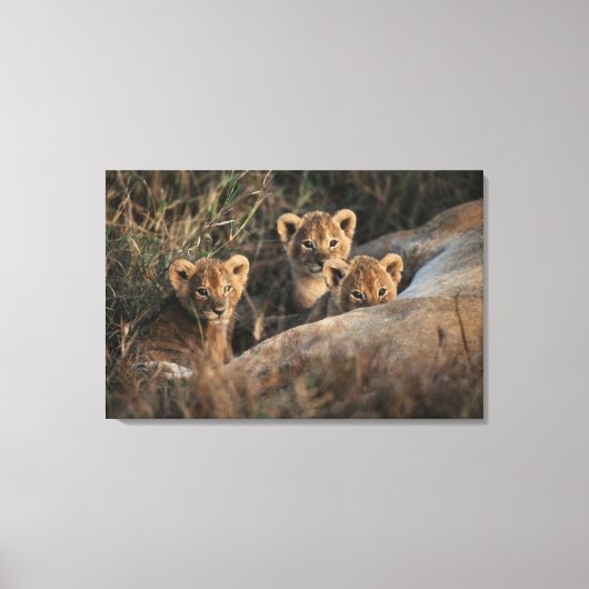 Drietal leeuwenwelpen met moeder canvas afdruk (Voorkant)