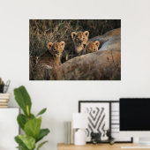 Drietal leeuwenwelpen met moeder poster (Thuiskantoor)