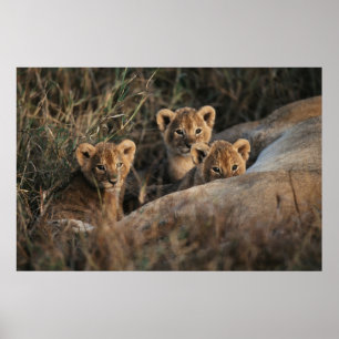 Drietal leeuwenwelpen met moeder poster
