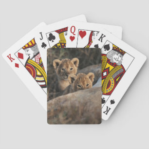 Drietal leeuwenwelpen van zes weken oud zittend pokerkaarten