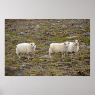 Drietal schapen, IJsland Poster