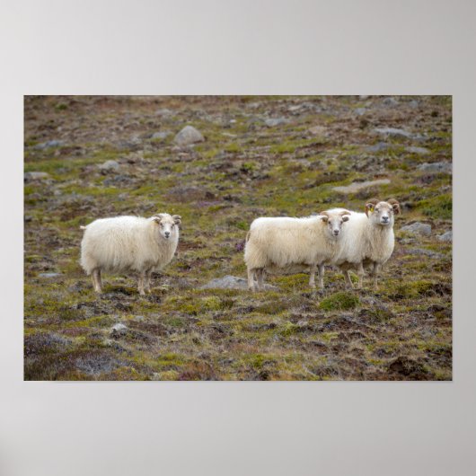Drietal schapen, IJsland Poster (Voorkant)