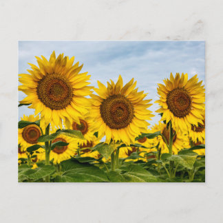 Drietal zonnebloemen briefkaart