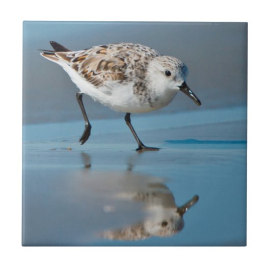 Drieteenstrandloper (Calidris Alba) Voedend Op Nat Tegeltje (Voorkant)