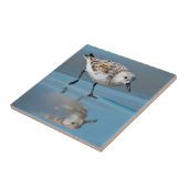 Drieteenstrandloper (Calidris Alba) Voedend Op Nat Tegeltje (Zijkant)