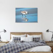 Drieteenstrandloper (Calidris Albe) Voedend Op Nat Canvas Afdruk (Insitu (Slaapkamer))