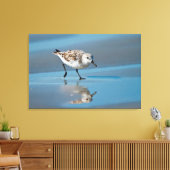 Drieteenstrandloper (Calidris Albe) Voedend Op Nat Canvas Afdruk (Insitu (Woonkamer))
