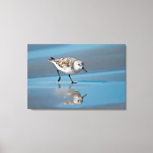 Drieteenstrandloper (Calidris Albe) Voedend Op Nat Canvas Afdruk (Voorkant)
