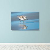 Drieteenstrandloper (Calidris Albe) Voedend Op Nat Canvas Afdruk (Insitu (Houten vloer))