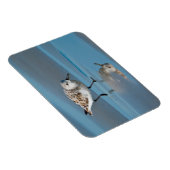 Drieteenstrandloper (Calidris Albe) Voedend Op Nat Magneet (Rechterzijde)