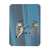 Drieteenstrandloper (Calidris Albe) Voedend Op Nat Magneet (Verticaal)