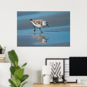 Drieteenstrandloper (Calidris Albe) Voedend Op Nat Poster (Thuiskantoor)