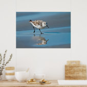 Drieteenstrandloper (Calidris Albe) Voedend Op Nat Poster (Keuken)