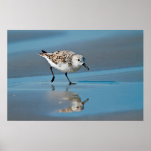 Drieteenstrandloper (Calidris Albe) Voedend Op Nat Poster