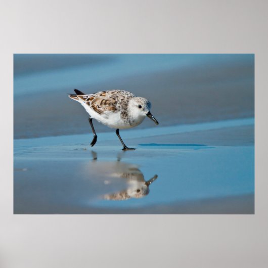 Drieteenstrandloper (Calidris Albe) Voedend Op Nat Poster (Voorkant)