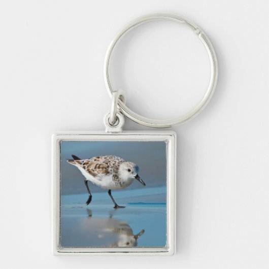 Drieteenstrandloper (Calidris Albe) Voedend Op Nat Sleutelhanger (Voorkant)