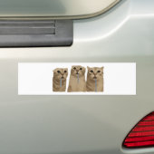 Drievoudig Kwijlende Dwaze Katten Meme Bumpersticker (Op auto)