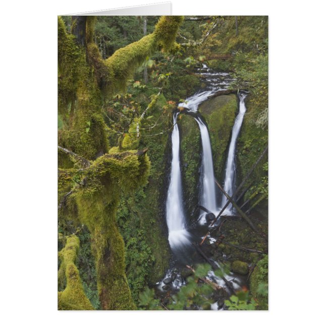 Drievoudige Herfsten, Columbia River Gorge (Voorkant)