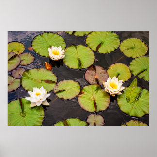 Drievoudige Lotus & Waterlelieblad Patroon Poster