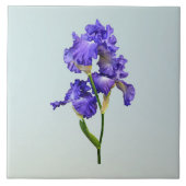 Drievoudige Paarse iris Tegeltje (Voorkant)