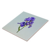 Drievoudige Paarse iris Tegeltje (Zijkant)