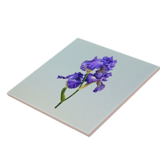 Drievoudige Paarse iris Tegeltje (Zijkant)