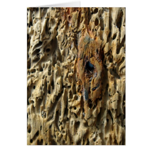 Driftwood (Voorkant)