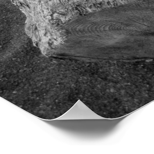 driftwood 2 poster (Hoek)