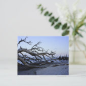 Driftwood Beach Briefkaart (Staand voorkant)