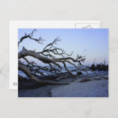 Driftwood Beach Briefkaart (Voorkant / Achterkant)