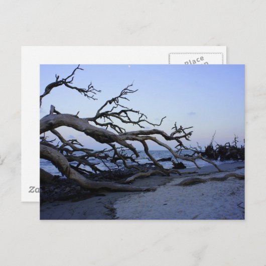 Driftwood Beach Briefkaart (Voorkant / Achterkant)