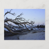 Driftwood Beach Briefkaart (Voorkant)