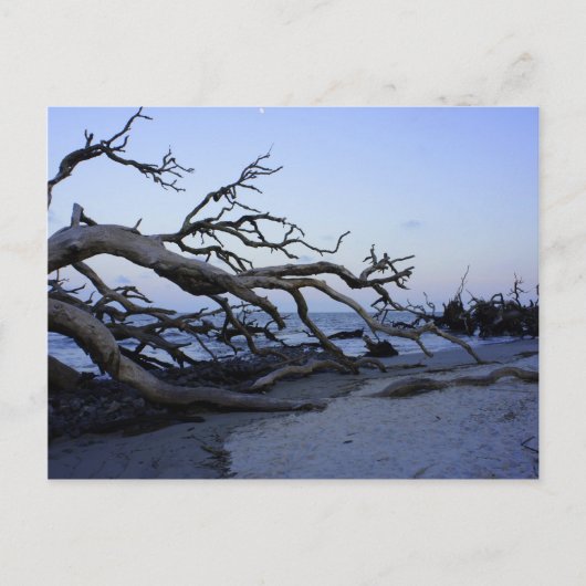 Driftwood Beach Briefkaart (Voorkant)