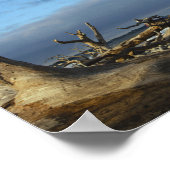 Driftwood Beach in Jekyll Island Georgia Poster (Hoek)