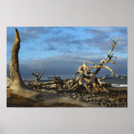Driftwood Beach in Jekyll Island Georgia Poster