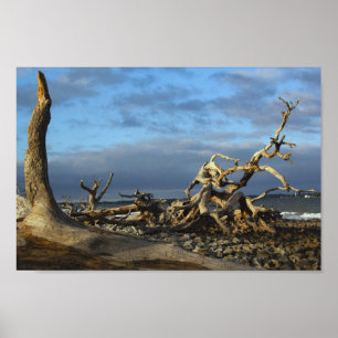 Driftwood Beach in Jekyll Island Georgia Poster