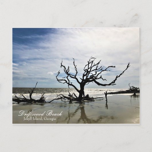 Driftwood Beach Jekyll Island Georgia Briefkaart (Voorkant)