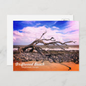 Driftwood Beach Jekyll Island Georgia Briefkaart (Voorkant / Achterkant)