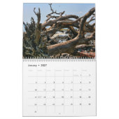 Driftwood Beach-kalander Kalender (Jan 2027)