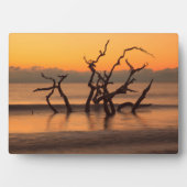 Driftwood Beach op Sunrise Jekyll Island Georgia Fotoplaat (voorkant)