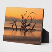 Driftwood Beach op Sunrise Jekyll Island Georgia Fotoplaat (Zijkant)