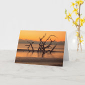 Driftwood Beach op Sunrise Jekyll Island Georgia Kaart (Gele Bloem)