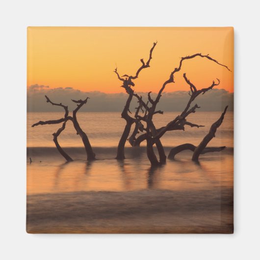 Driftwood Beach op Sunrise Jekyll Island Georgia Magneet (Voorkant)