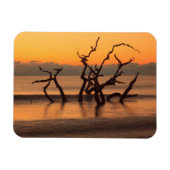 Driftwood Beach op Sunrise Jekyll Island Georgia Magneet (Horizontaal)