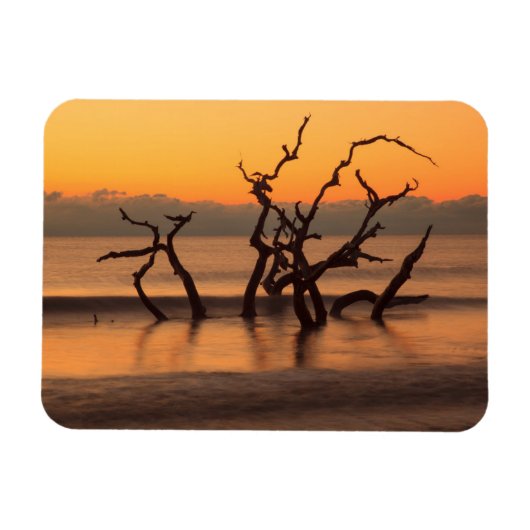 Driftwood Beach op Sunrise Jekyll Island Georgia Magneet (Horizontaal)