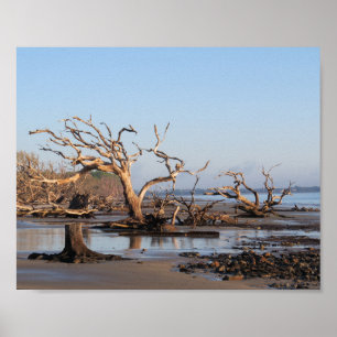 Driftwood Beach Poster