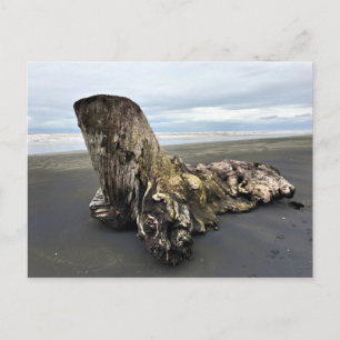 Driftwood bij Benson Beach, Cape Diseption, WA Briefkaart