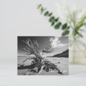 Driftwood boomstam B&W foto Briefkaart (Staand voorkant)